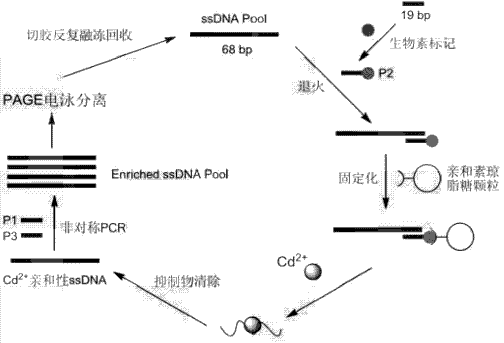 Aptamer screening method of no-fixed point target substance