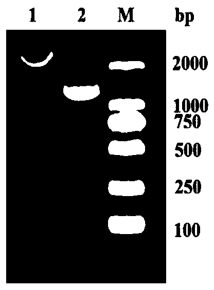 Humanized bispecific nano antibody targeting EGFR (epidermal growth factor receptor) dimer interface