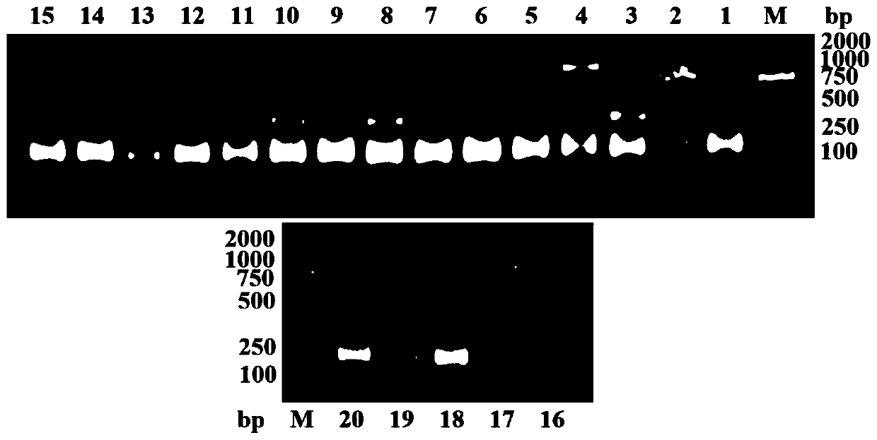 Humanized bispecific nano antibody targeting EGFR (epidermal growth factor receptor) dimer interface