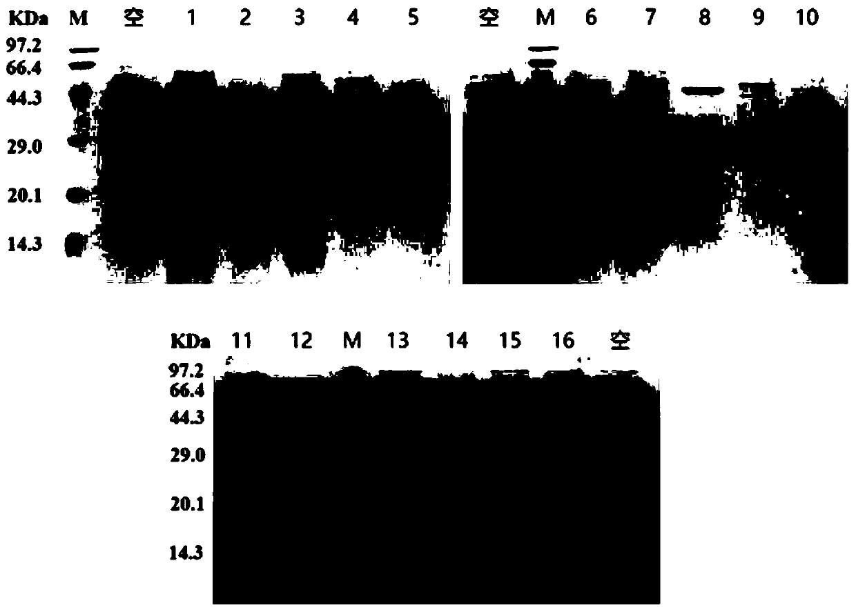 Humanized bispecific nano antibody targeting EGFR (epidermal growth factor receptor) dimer interface