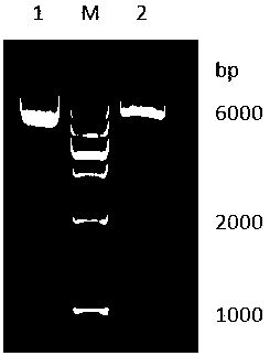 Grass carp reovirus S11 gene eukaryotic expression recombinant plasmid preparation method and application thereof in serving as nucleic acid vaccine