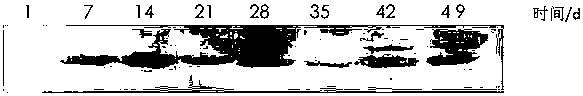 Grass carp reovirus S11 gene eukaryotic expression recombinant plasmid preparation method and application thereof in serving as nucleic acid vaccine