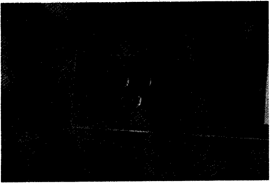 Nanometer composite hydrophobic hard transparent film and preparation method thereof