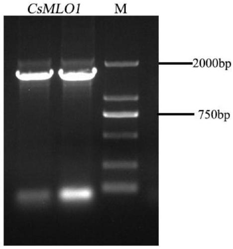 Cucumis sativus CsMLO1 gene, construction method and application of silencing expression vector thereof