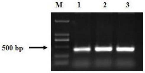 Cucumis sativus CsMLO1 gene, construction method and application of silencing expression vector thereof