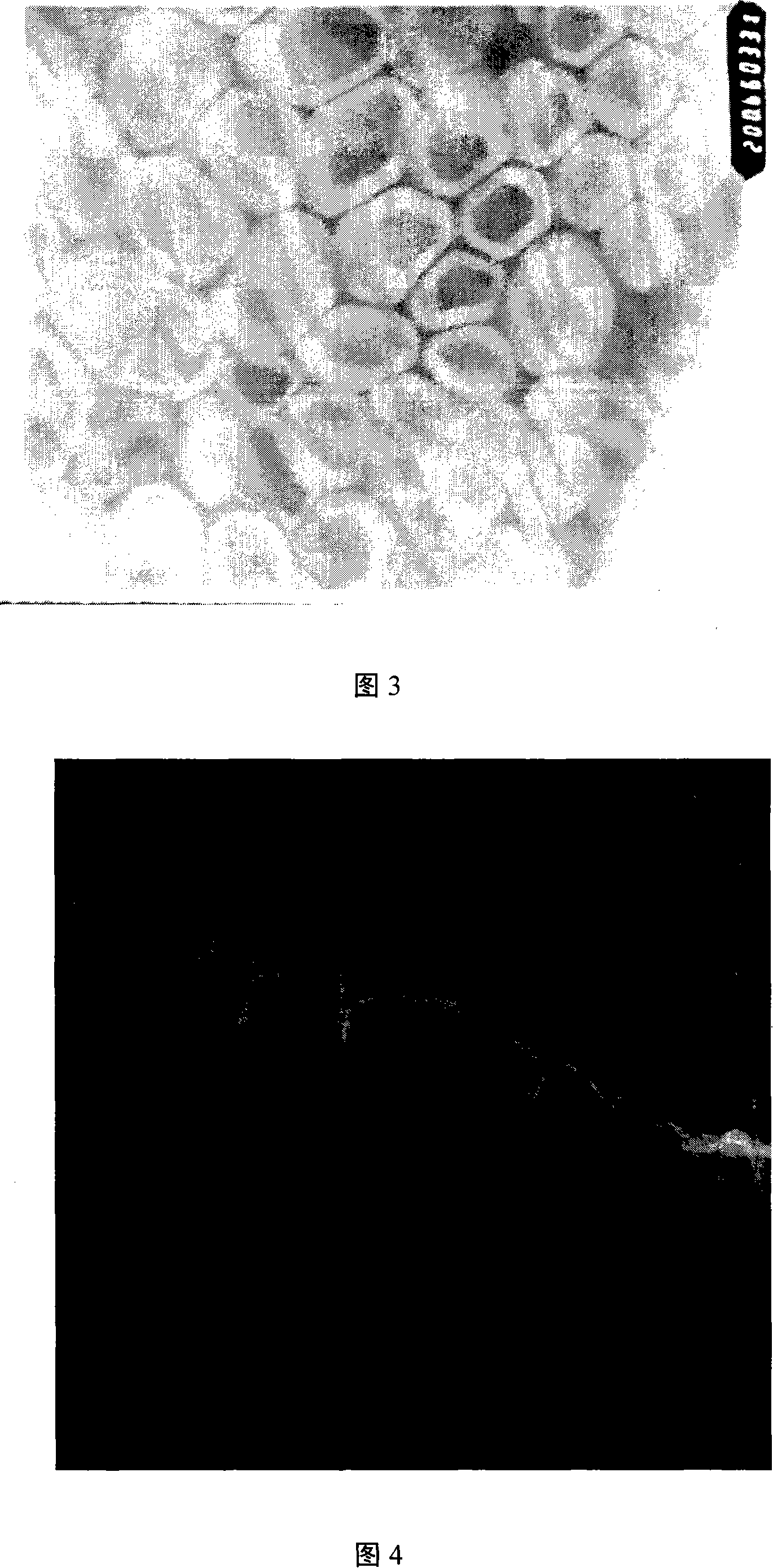 Medicament spraying agent used for accelerating growth of hair