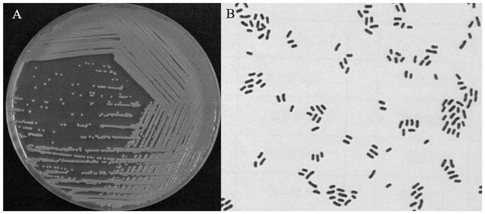 New strain of Chryseobacterium sp. And application thereof