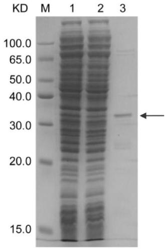 A method for transducing buffalo embryos with green fluorescent protein mediated by pep-1 peptide tandem