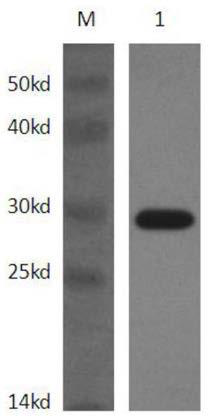 A method for transducing buffalo embryos with green fluorescent protein mediated by pep-1 peptide tandem