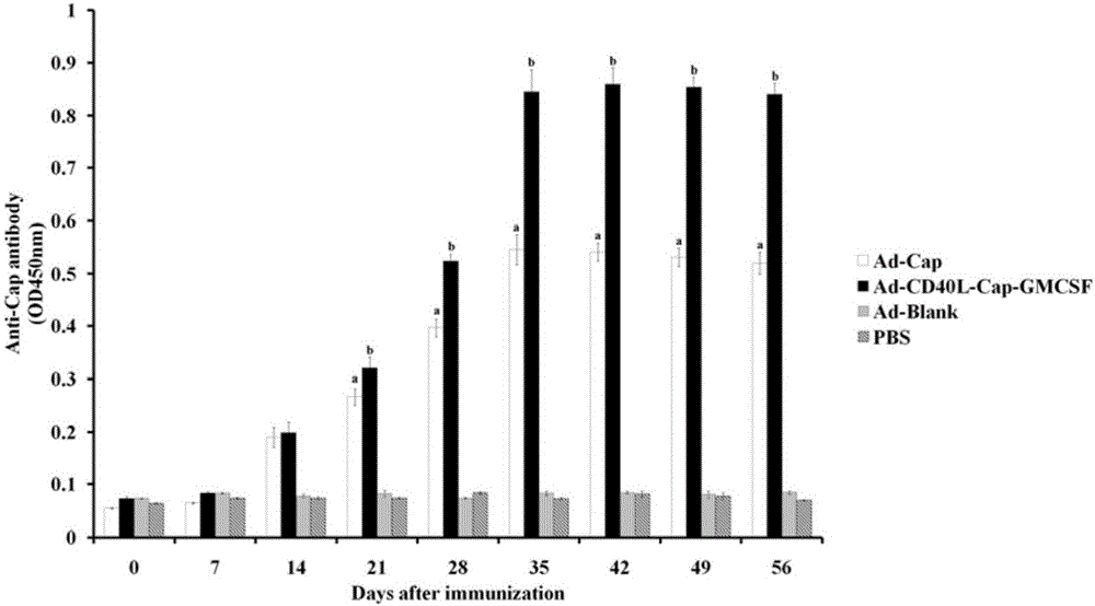 Construction, amplification and purification method of porcine CD40L/GMCSF/PCV2Cap recombinant adenovirus