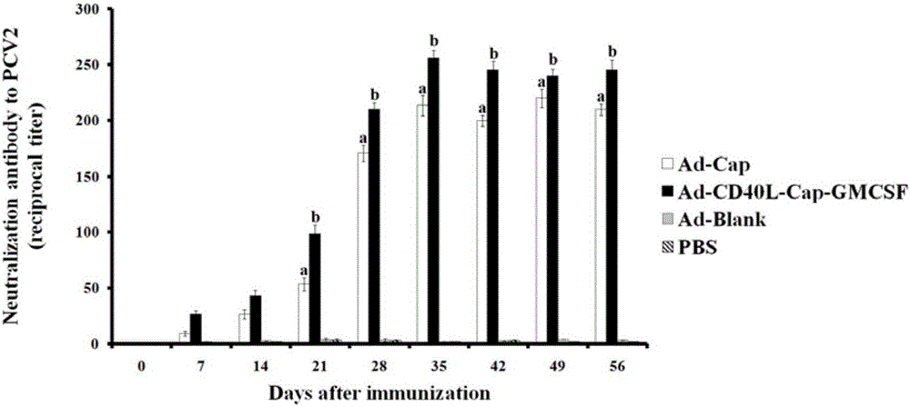 Construction, amplification and purification method of porcine CD40L/GMCSF/PCV2Cap recombinant adenovirus