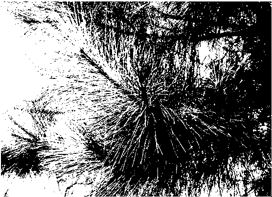 Pine-tree solar cell landscape tree