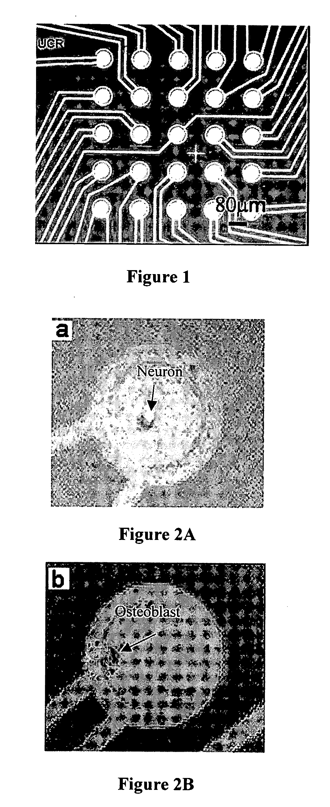 Biosensors having single reactant components immobilized over single electrodes and methods of making and using thereof