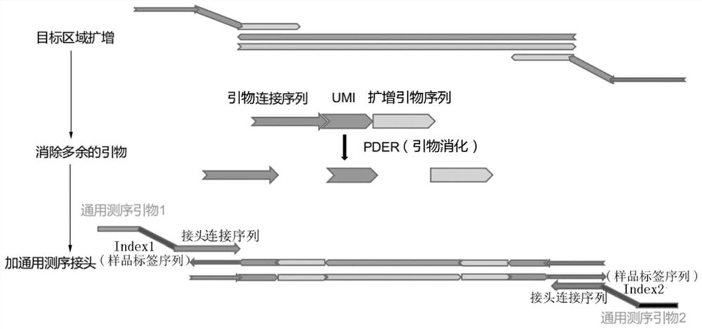 A method and kit for enriching circulating tumor DNA based on multiplex PCR