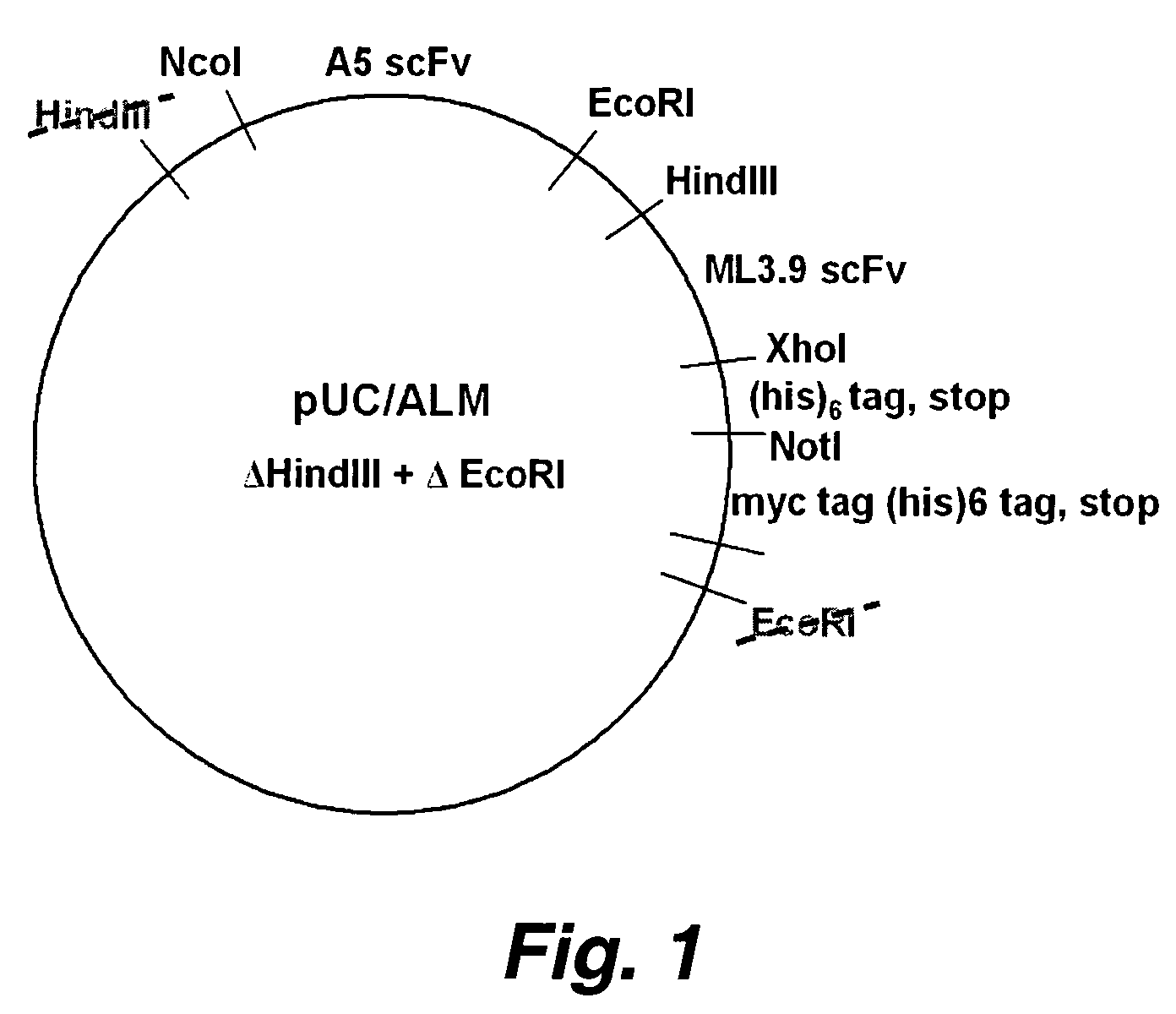 Bispecific single chain Fv antibody molecules and methods of use thereof