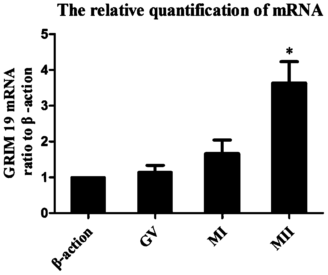 A method for evaluating the developmental potential of oocytes by using the relative expression level of grim-19 in granulosa cells