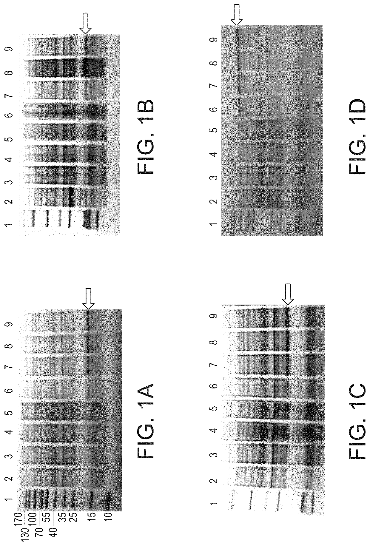 Virulent aeromonas vaccines and methods