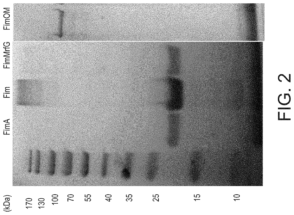 Virulent aeromonas vaccines and methods