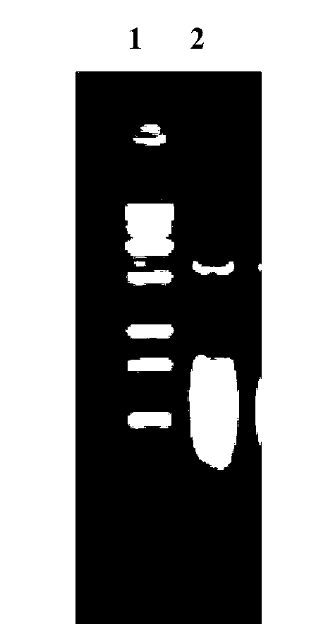 Human rotavirus Delta VP8* subunit recombinant protein and application thereof