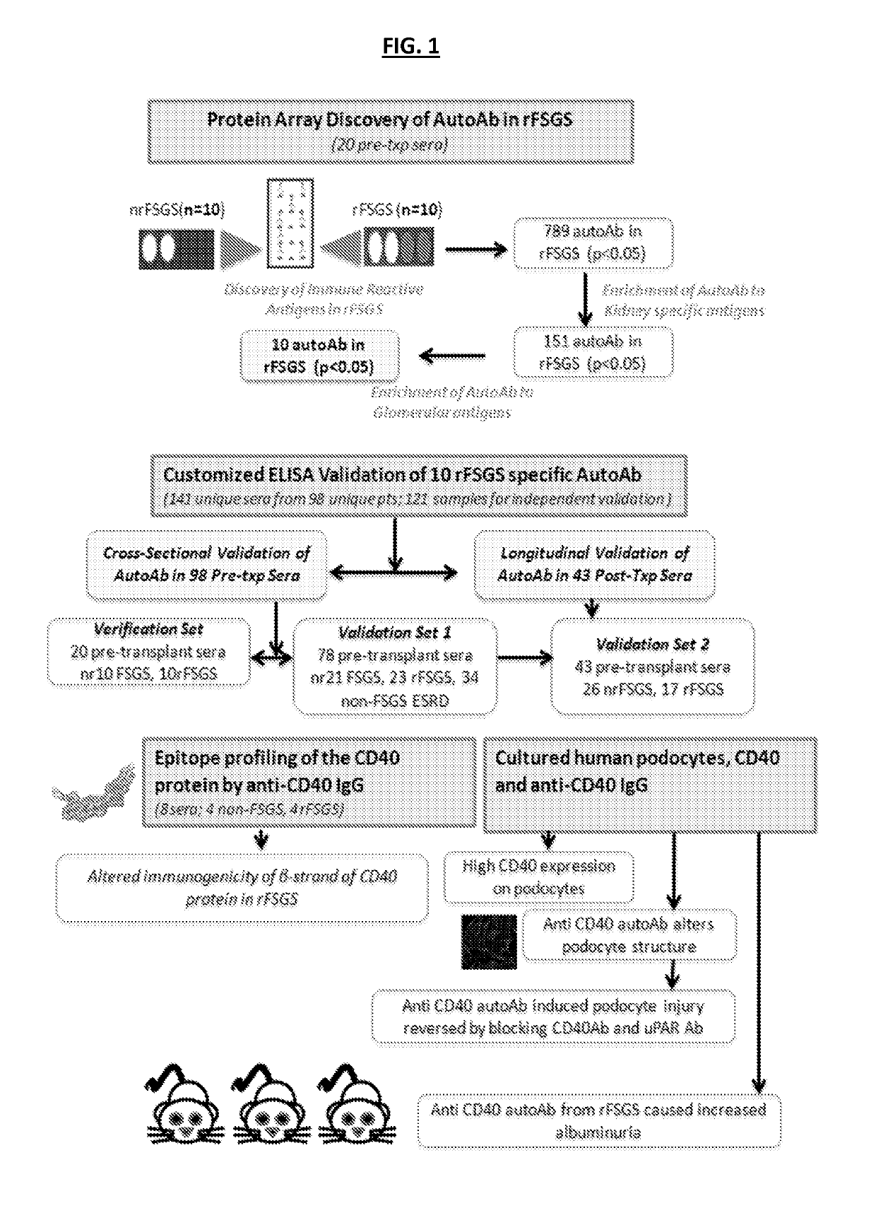 Methods and compositions for the prediction and treatment of focal segmental glomerulosclerosis