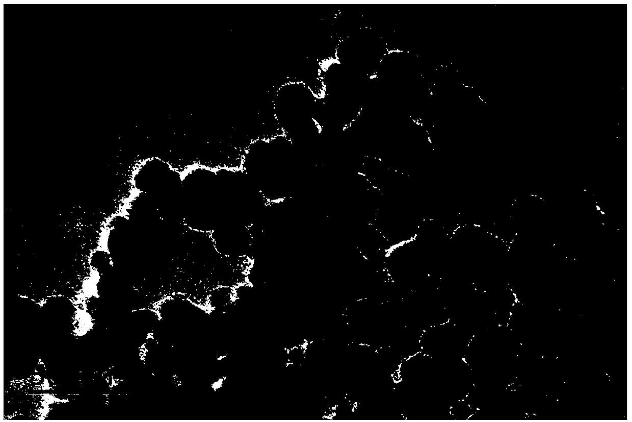 PH (potential of hydrogen) responsive magnetic meso-porous silicon nano-particle drug controlled release system and preparation method thereof