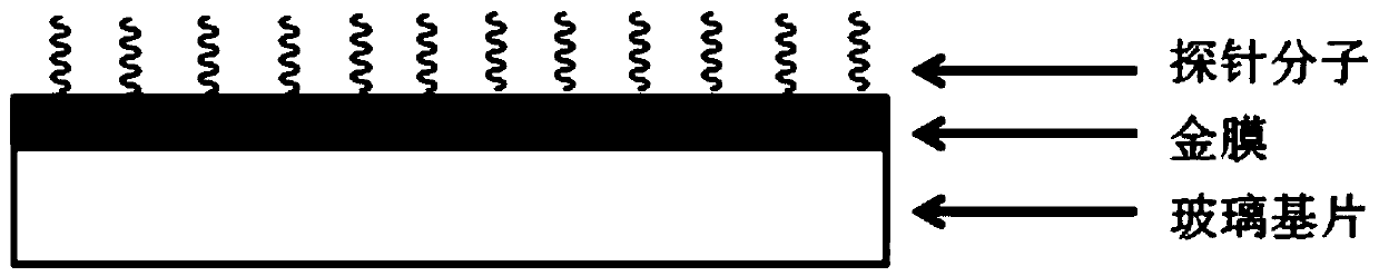 A Surface Plasmon Resonance Sensor Chip for Gram-negative Bacteria Detection