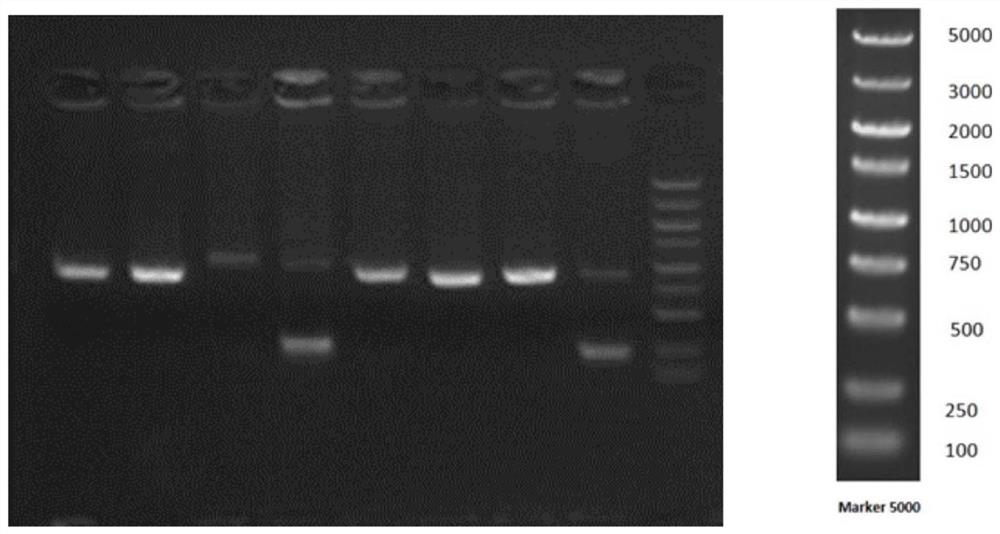 Pomegranate PgWUS gene and application thereof