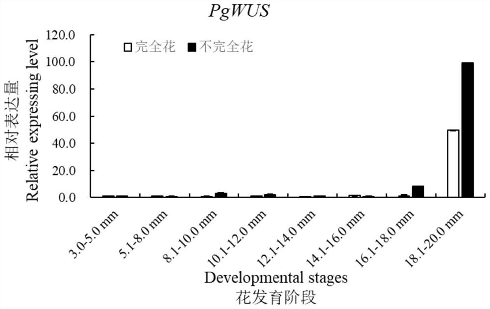 Pomegranate PgWUS gene and application thereof