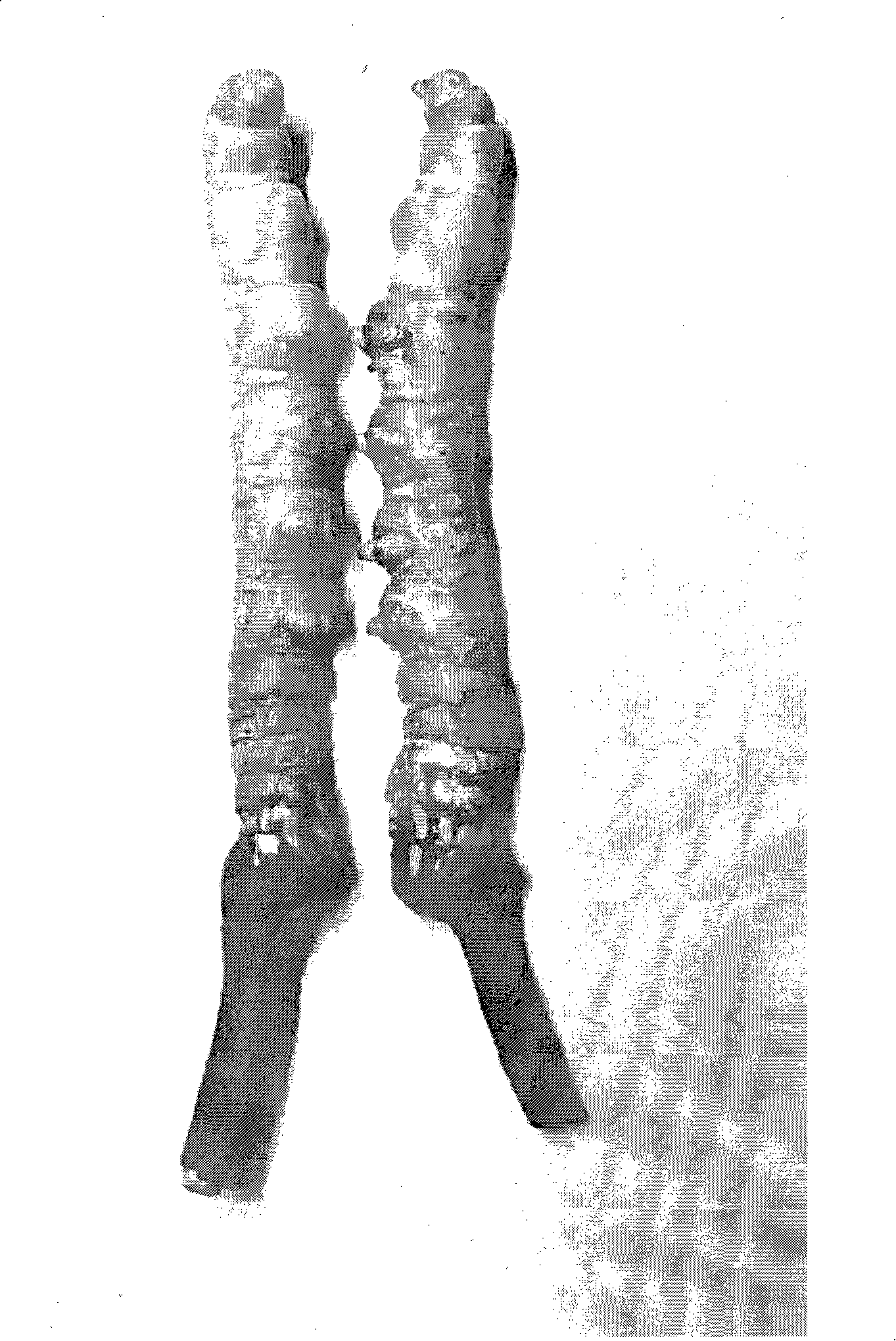 Biological vacuum freezing and drying method for aweto