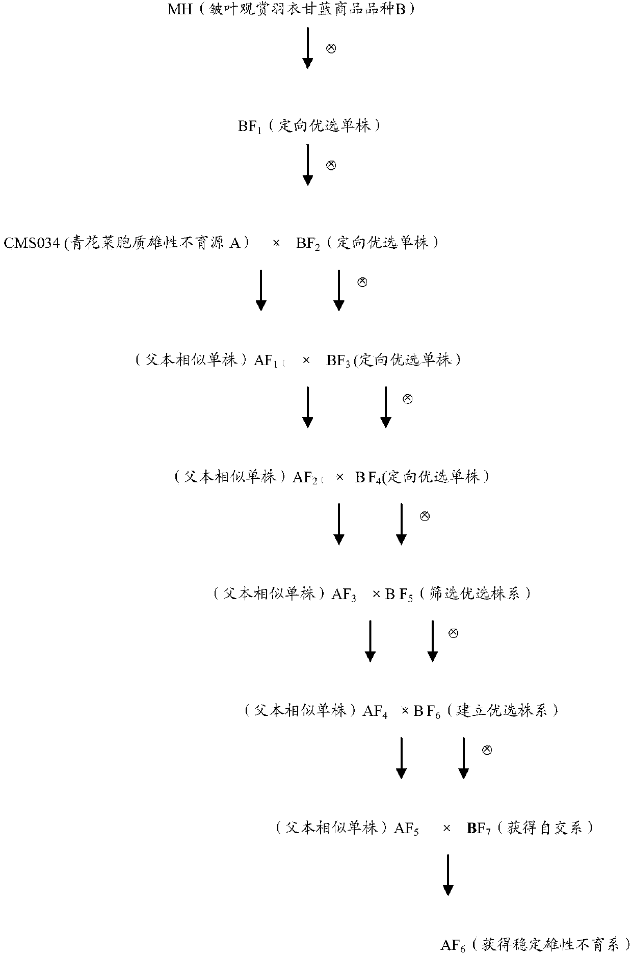 Method for breeding male sterile line and maintainer line of kale