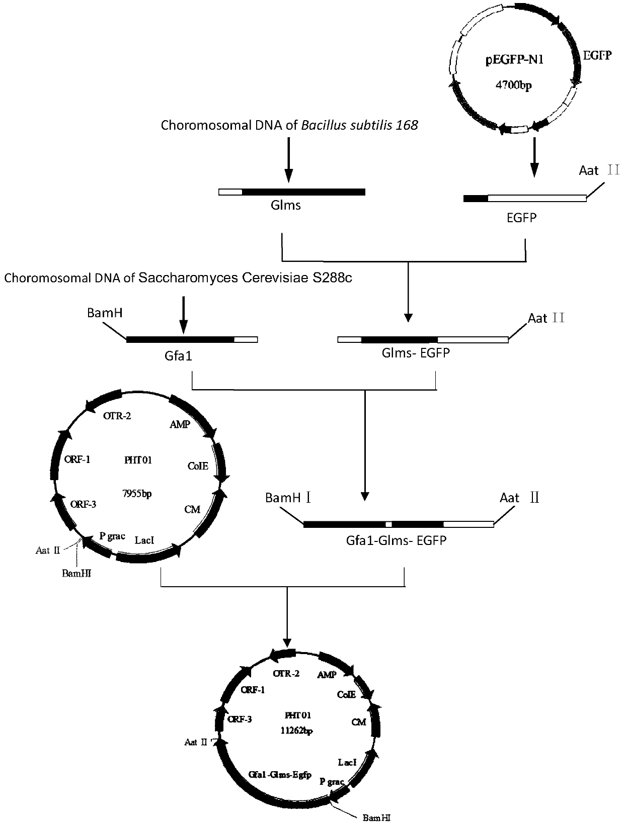 Construction method and application of a glucosamine-producing Bacillus subtilis