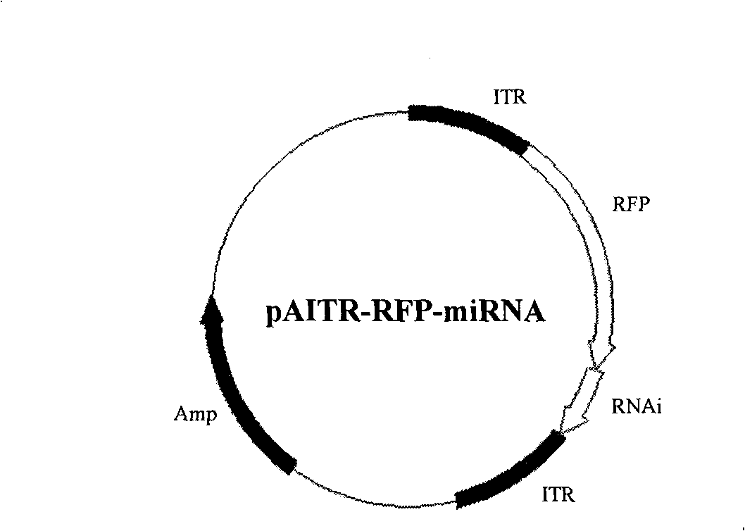 Process for producing small RNA recombinant birds adeno-associated virus for expression of infectivity resistant bursa of fabricius disease virus