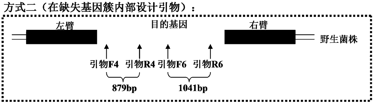 Gene cluster affecting the synthesis of Wuyiencin and the method and application of screening and identifying the gene cluster