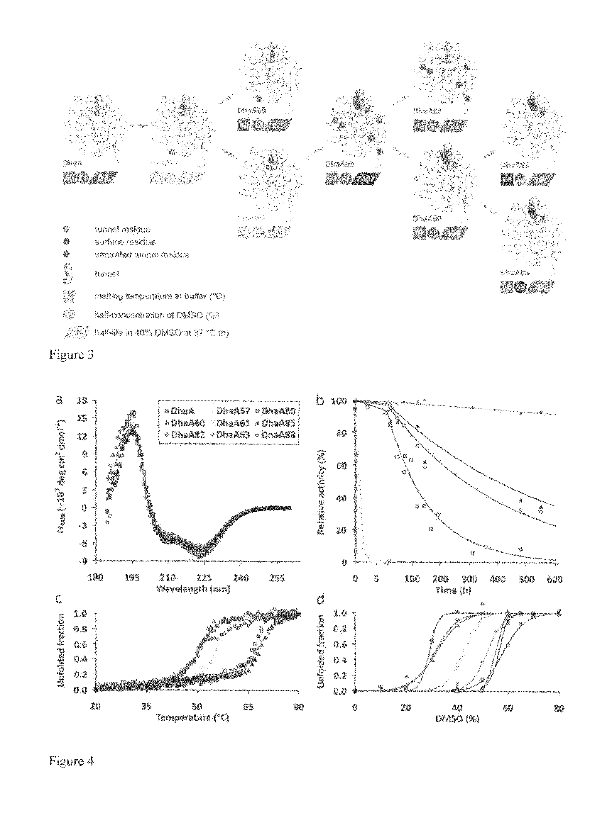 Method of thermostabilization of a protein and/or stabilization towards organic solvents