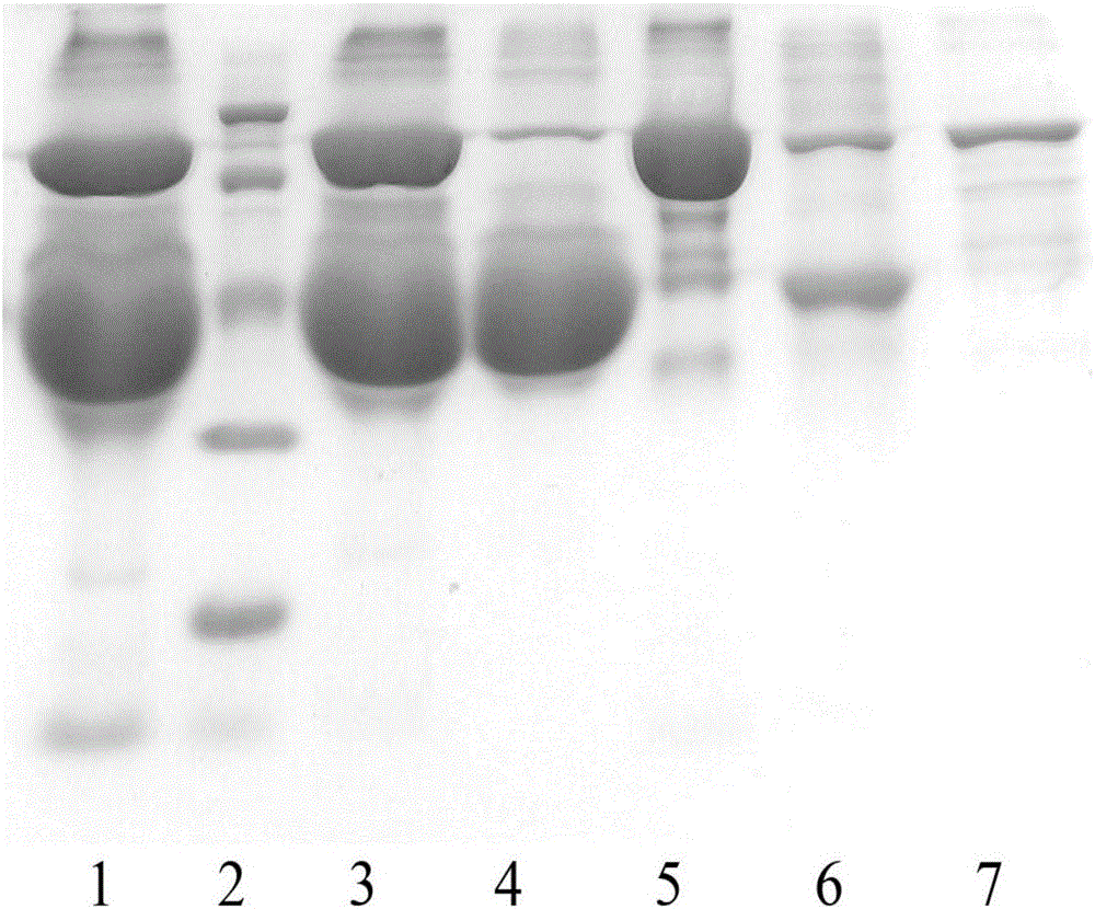 Method for co-preparing ovalbumin and ovotransferrin