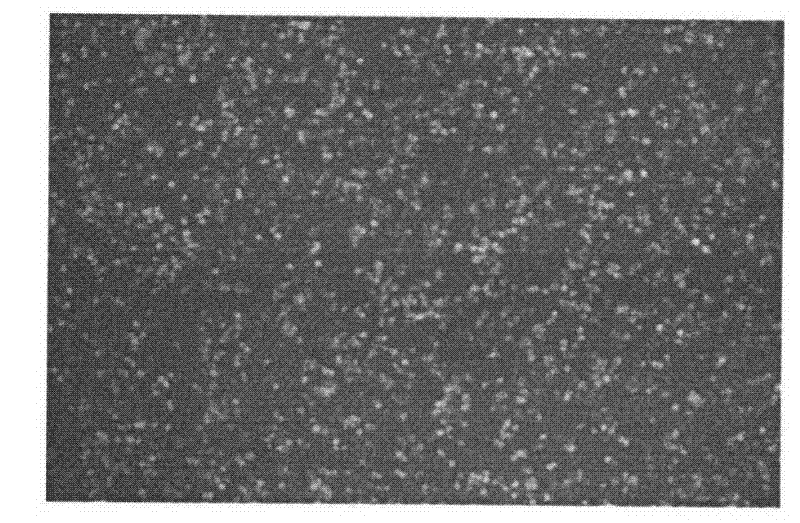 Non-viral transfection reagent, preparation method of complex of non-viral transfection vector reagent and plasmid DNA, and application thereof