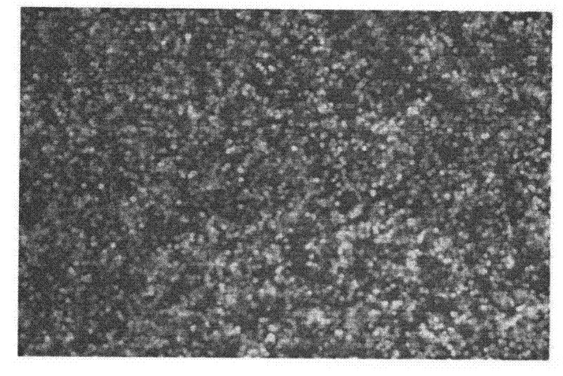 Non-viral transfection reagent, preparation method of complex of non-viral transfection vector reagent and plasmid DNA, and application thereof