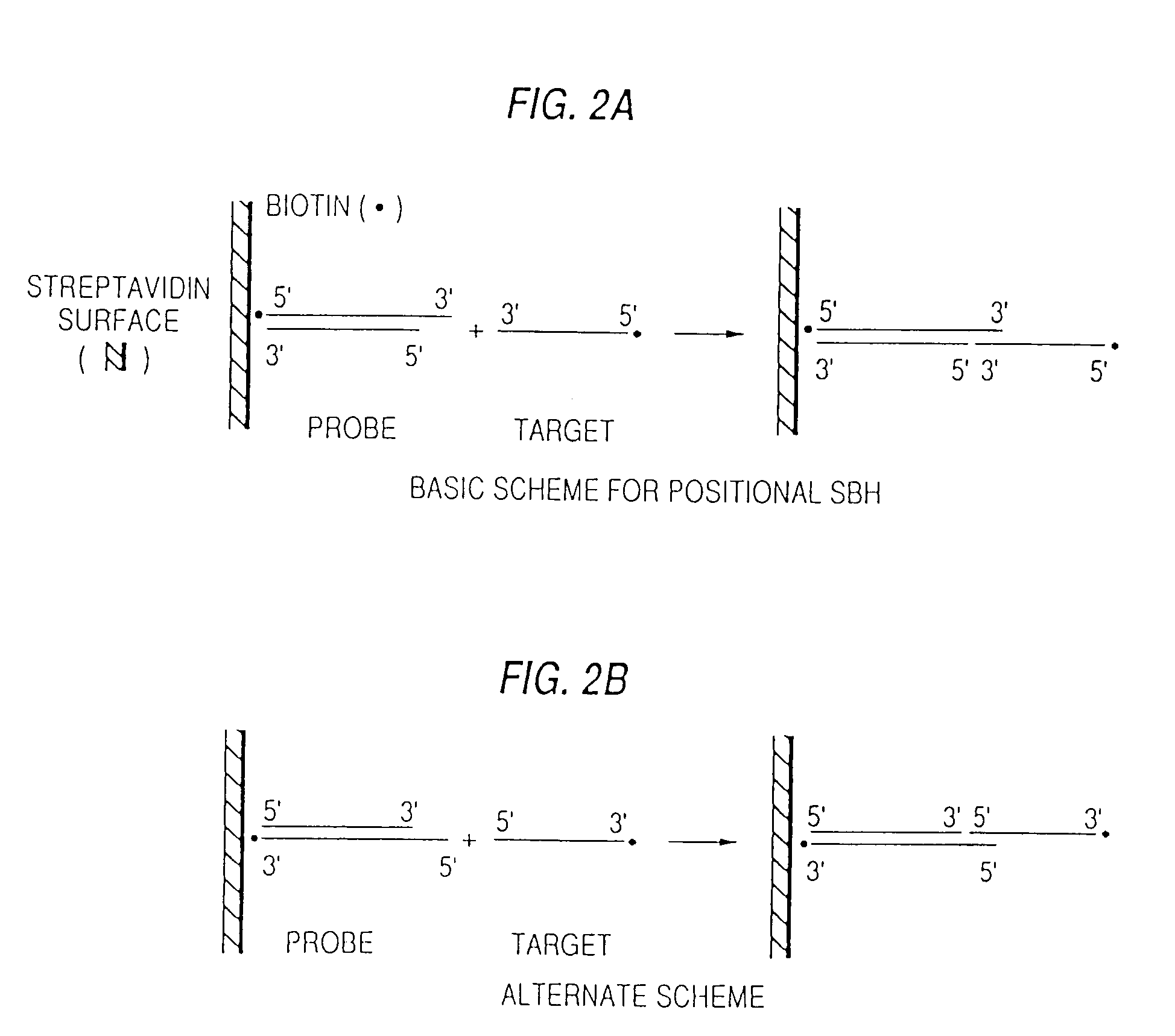 Arrays of probes for positional sequencing by hybridization