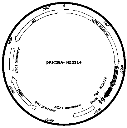 Multi-copy expression vector, pichia pastoris expressing plectasin and preparation method thereof