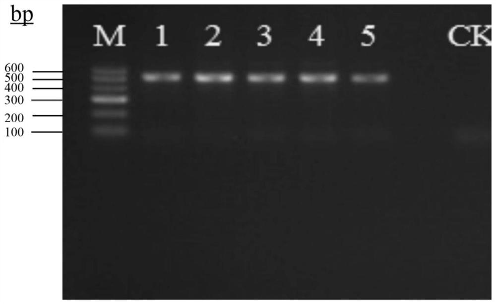 Use of perfume lotus extract and its composition in preventing obesity and improving intestinal flora