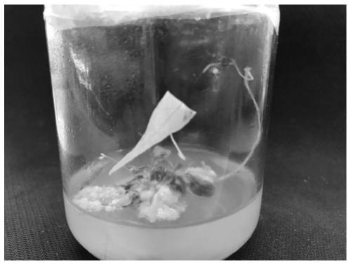 Asexual propagation method of merremia boisiana