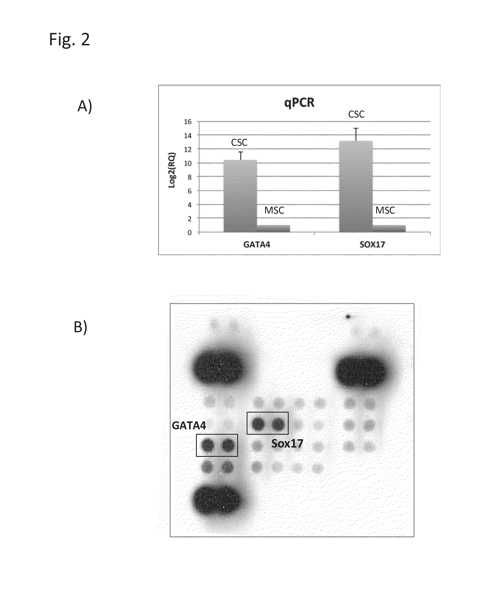 Adult cardiac stem cell population