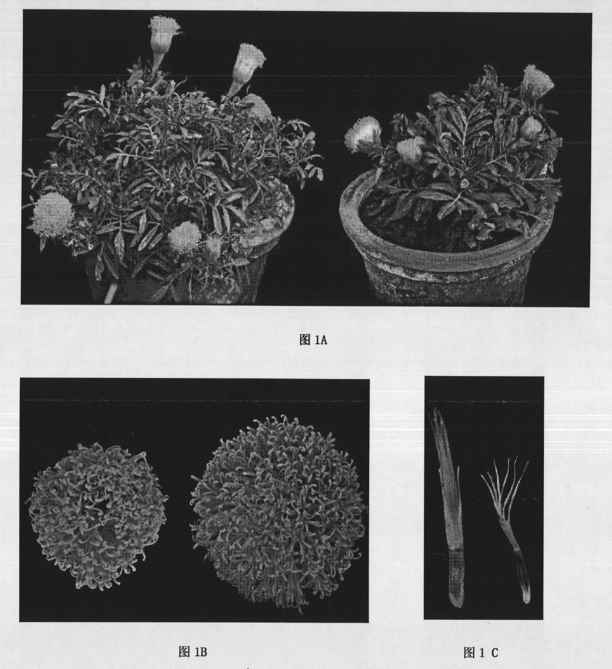 Method for doubly improving marigold genotype by utilizing chromosomes