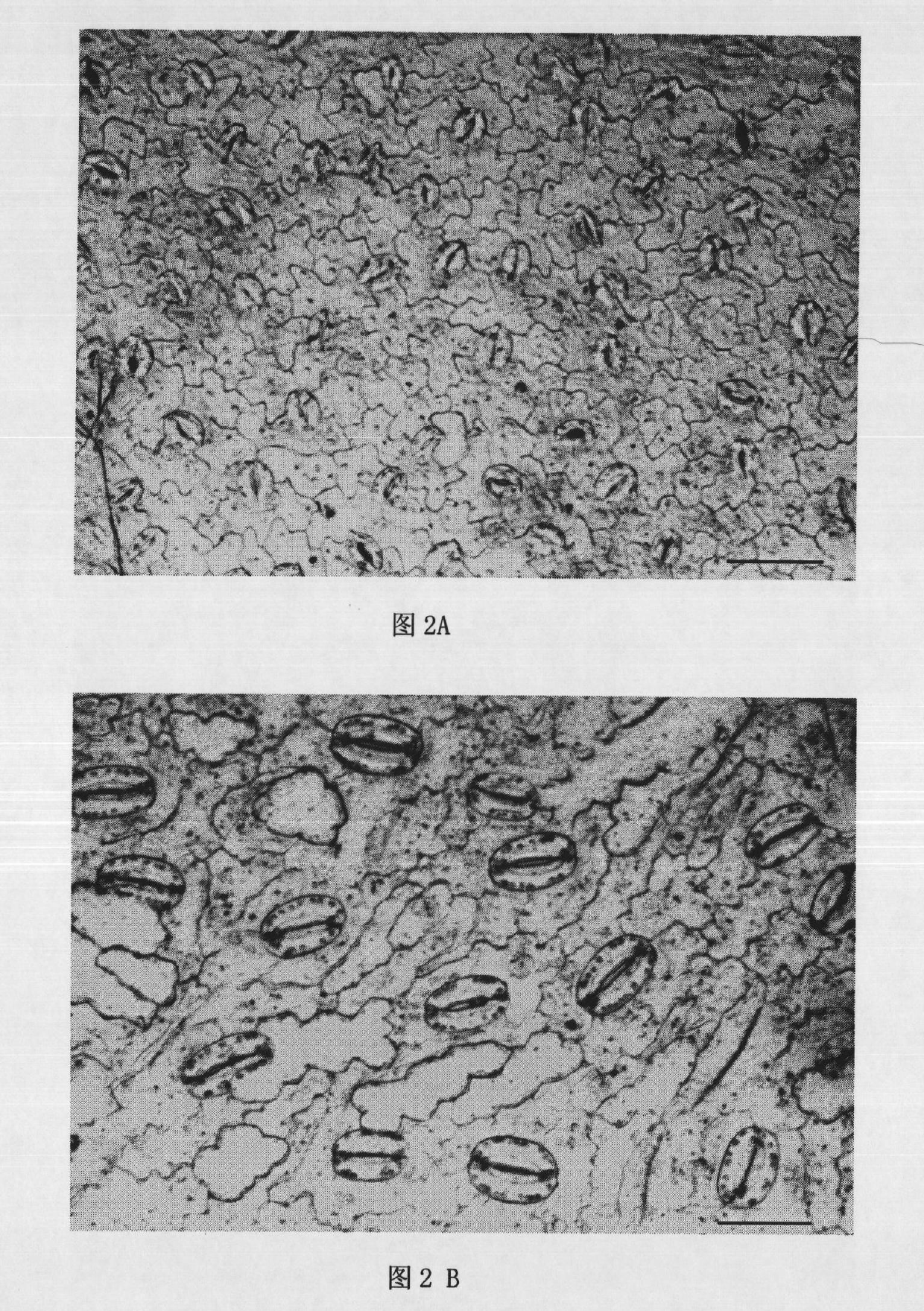 Method for doubly improving marigold genotype by utilizing chromosomes