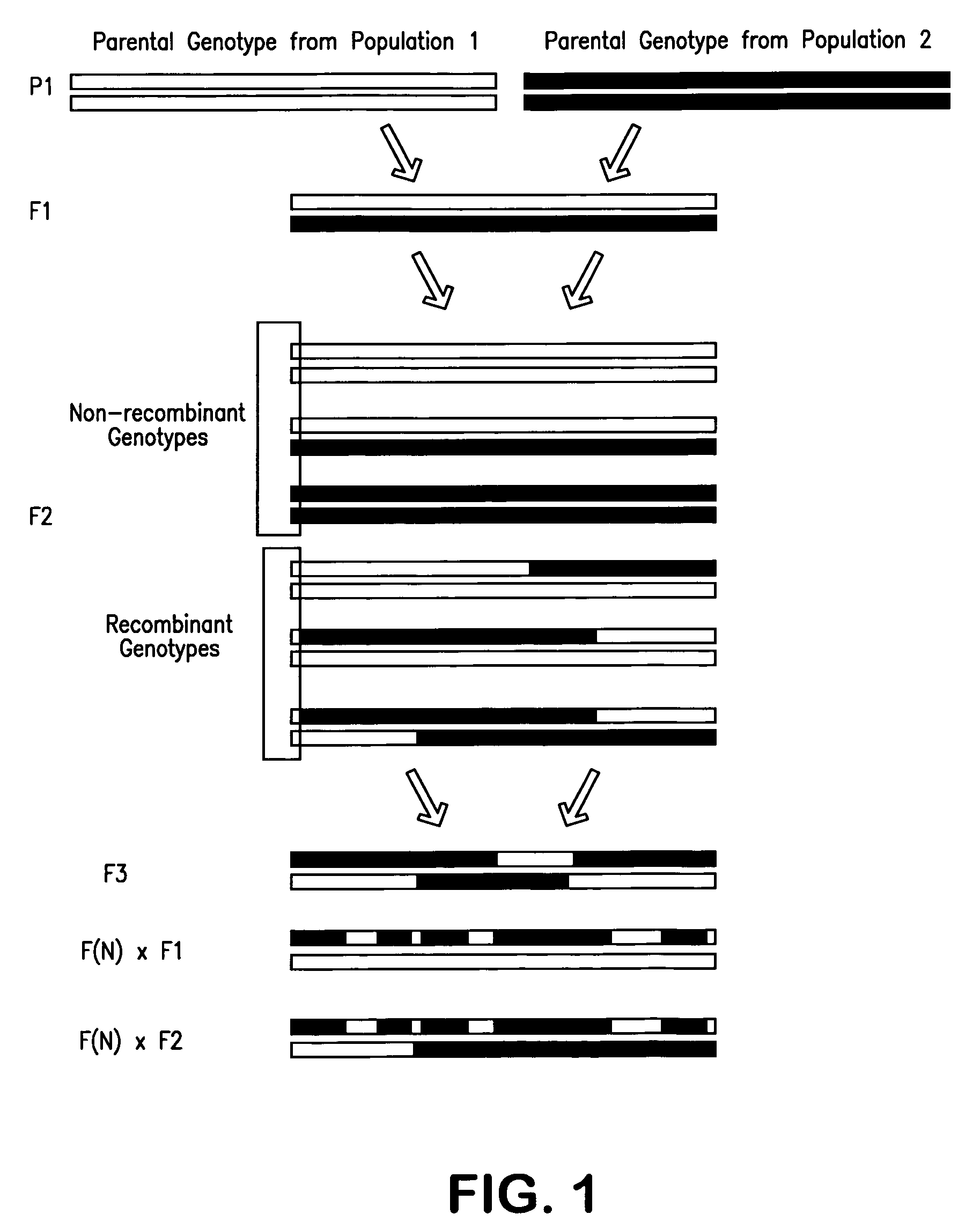 Multiplex assays for inferring ancestry