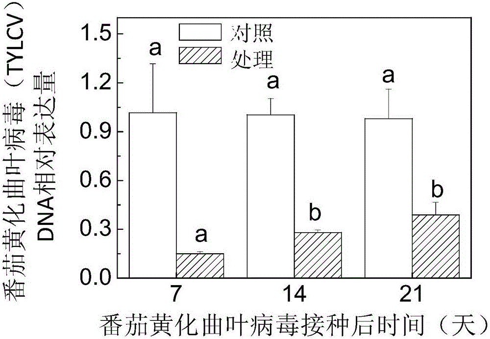 Application of phytosulfokine-alpha in improving plant yellow leaf curl virus resistance