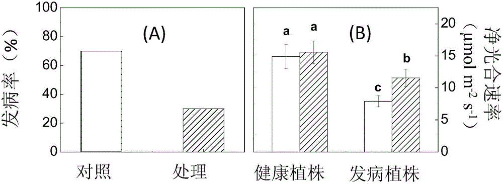 Application of phytosulfokine-alpha in improving plant yellow leaf curl virus resistance