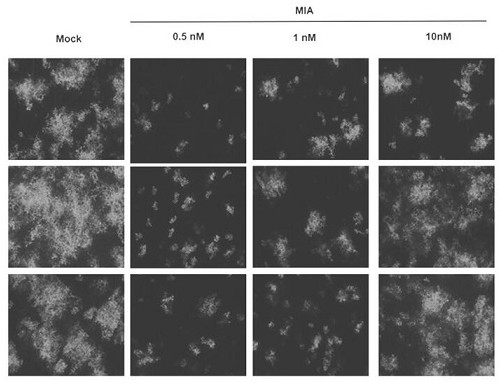 Application of 2-amino-3-methylhexanoic acid as plant immune inducer