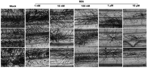 Application of 2-amino-3-methylhexanoic acid as plant immune inducer