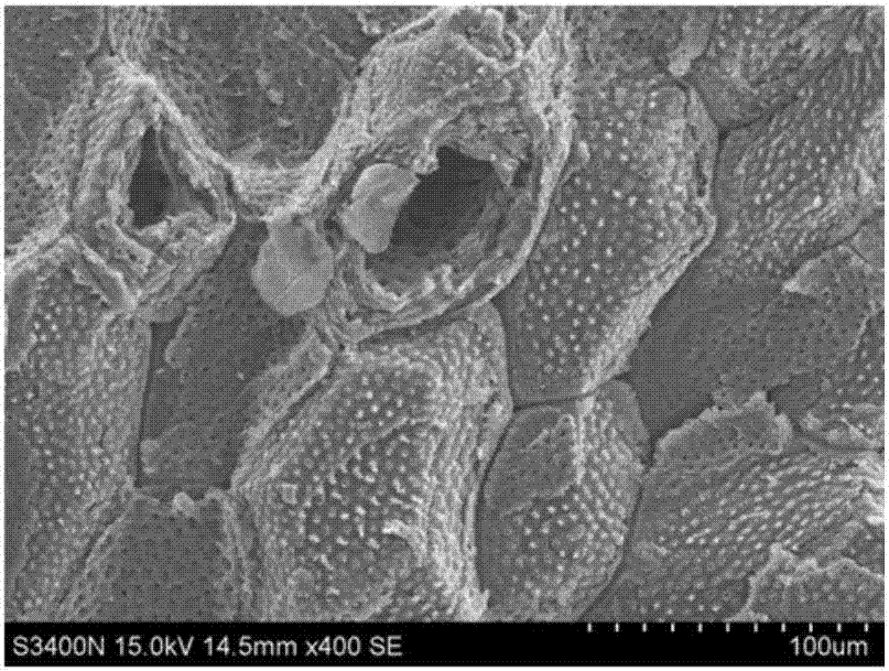 Method for preparing mesopore type active carbon from amygdalus pedunculata shells